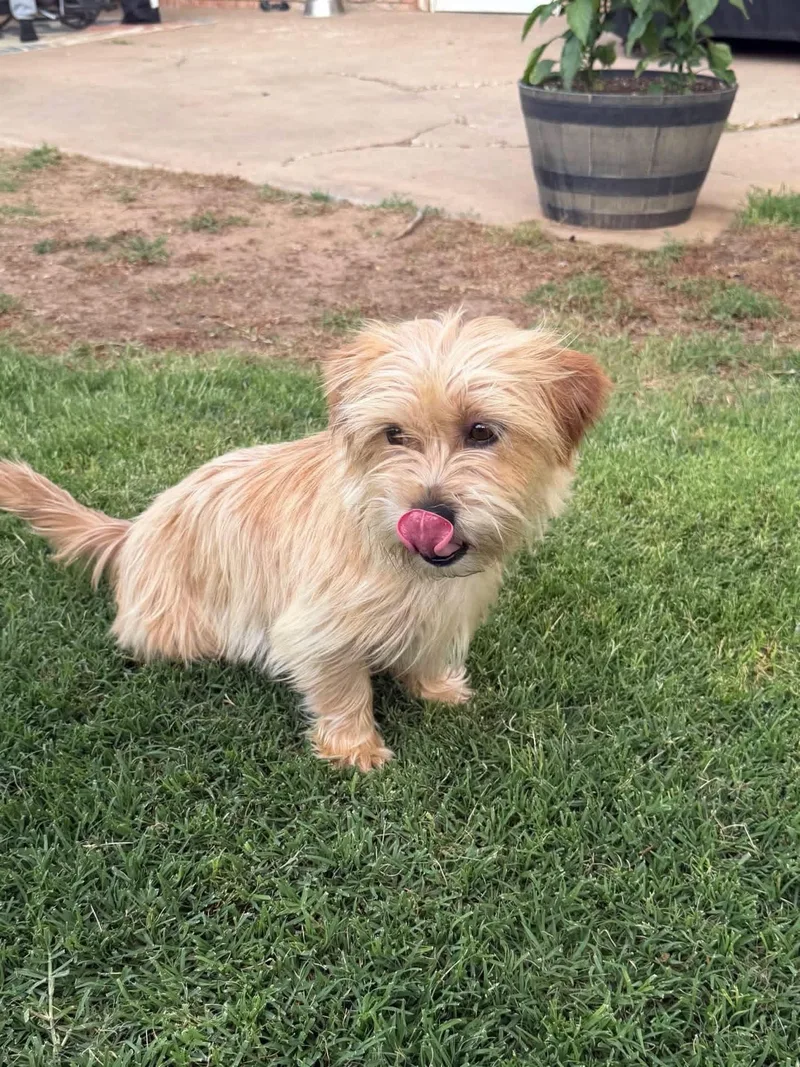 An adult small-sized female Terrier dog named Sissy for adoption in Grafton, WI