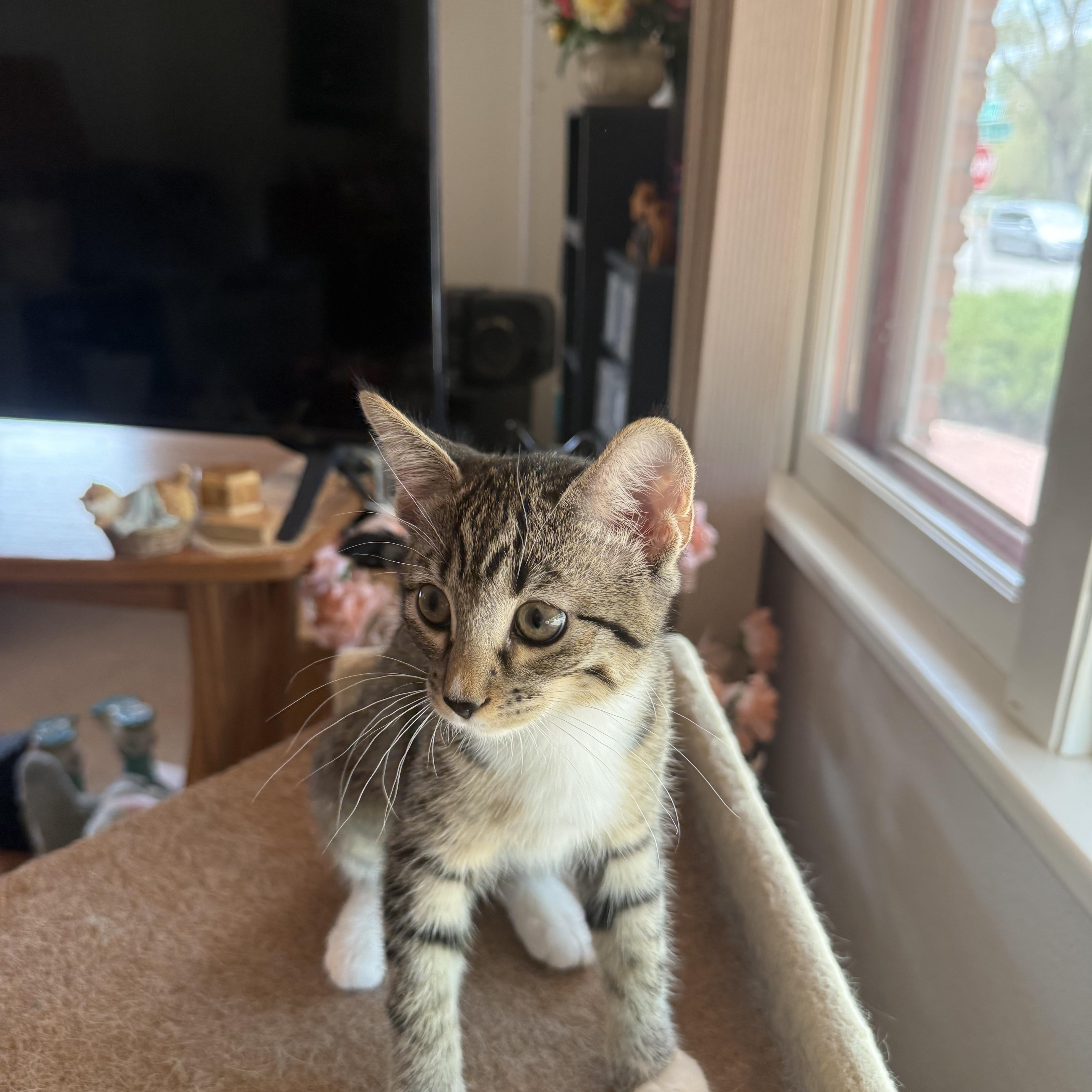 A baby medium-sized female Tabby (Buff / Tan / Fawn) Domestic Short Hair cat named Carla for adoption in Pueblo, CO