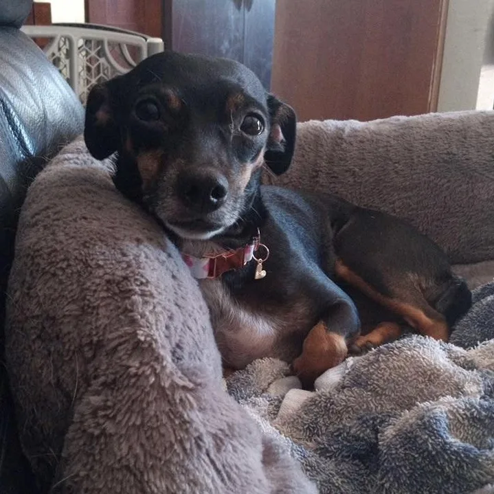 A young small-sized female Bicolor Chihuahua dog named Moana for adoption in Floresville, TX