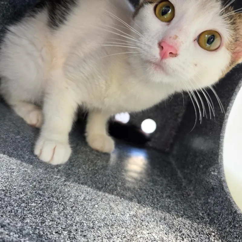 A young small-sized female White Domestic Short Hair cat named Ducky for adoption in Birmingham, AL