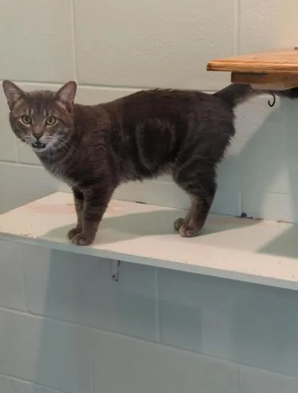 Oscar