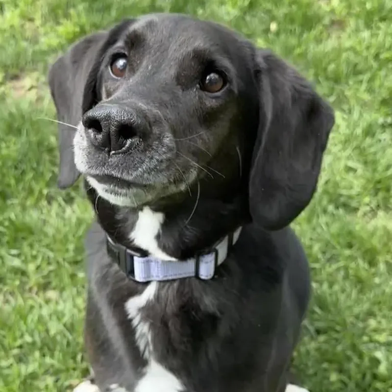 A senior medium-sized male Black Labrador Retriever dog named Colt for adoption in Pekin, IL