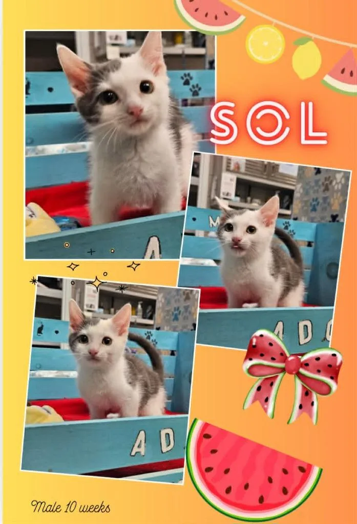 A baby large-sized male Domestic Short Hair cat named Sol for adoption in Blountville, TN