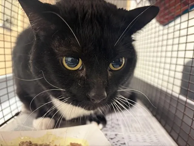 An adult large-sized male Domestic Short Hair cat named Riley for adoption in Fort Lauderdale, FL