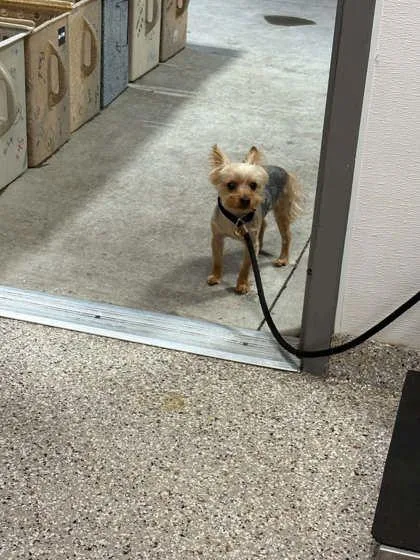 An adult small-sized male Yorkshire Terrier dog named Mazhie for adoption in Gastonia, NC