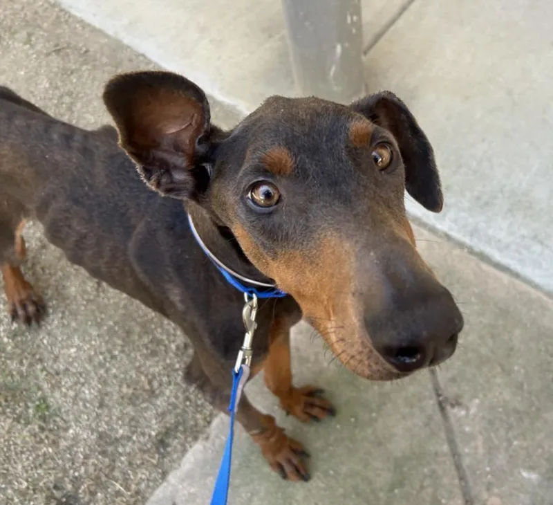 An adult medium-sized male Doberman Pinscher dog named Rufus for adoption in Martinez, CA