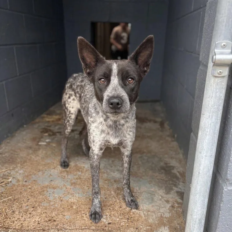 A young medium-sized male Black Mixed Breed dog named Count Chocula for adoption in Austin, TX