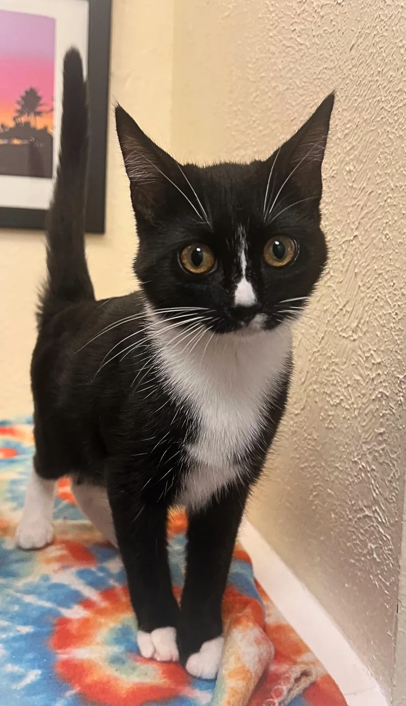A baby small-sized female Black & White / Tuxedo Norwegian Forest Cat cat named Katrina a precious for adoption in The Dalles, OR