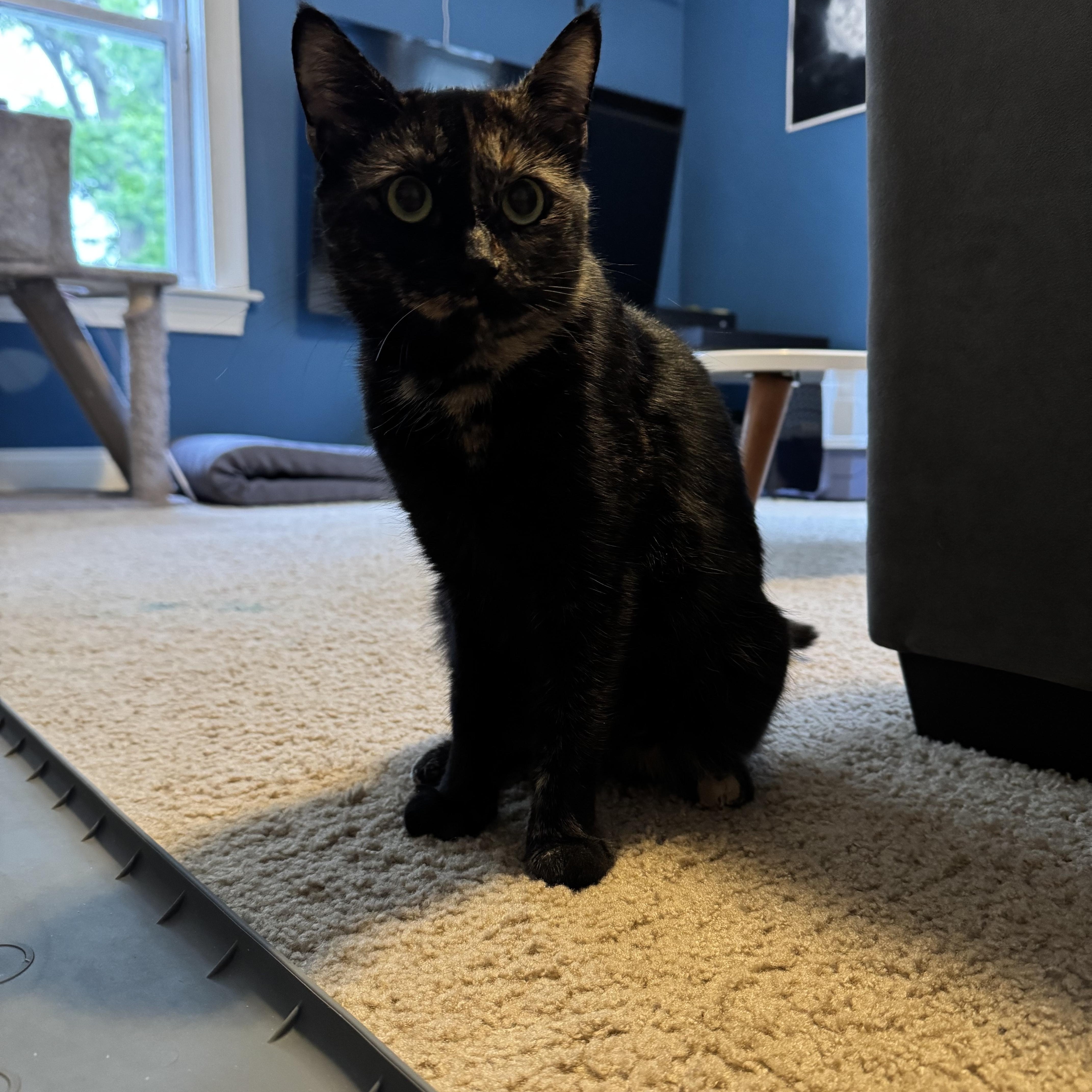 A young medium-sized female Tortoiseshell cat named Duchess Camilla for adoption in Medford, MA