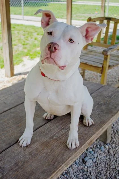 An adult medium-sized female Mixed Breed dog named Willa for adoption in West Chester, PA