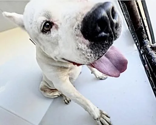 An adult extra large-sized male Dogo Argentino dog named A for adoption in Houston, TX