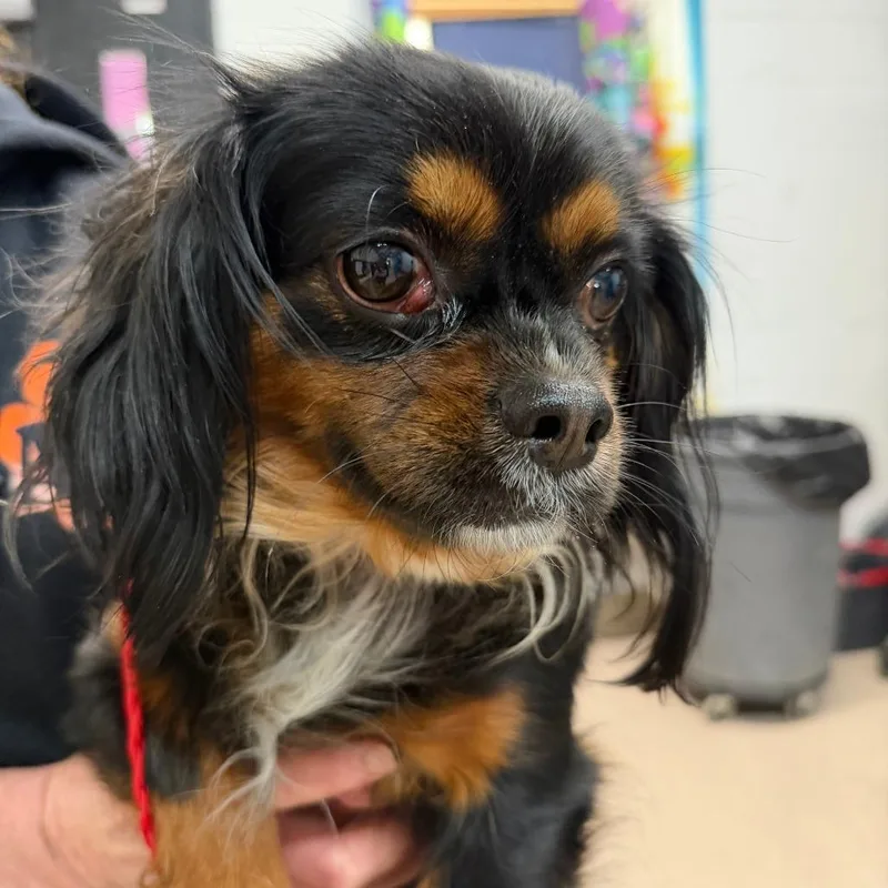 An adult small-sized female Black Cavalier King Charles Spaniel dog named Charlette for adoption in Ardmore, OK
