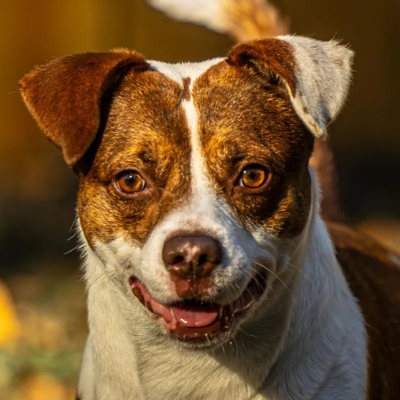 Hawaiian Roll thumbnail 3