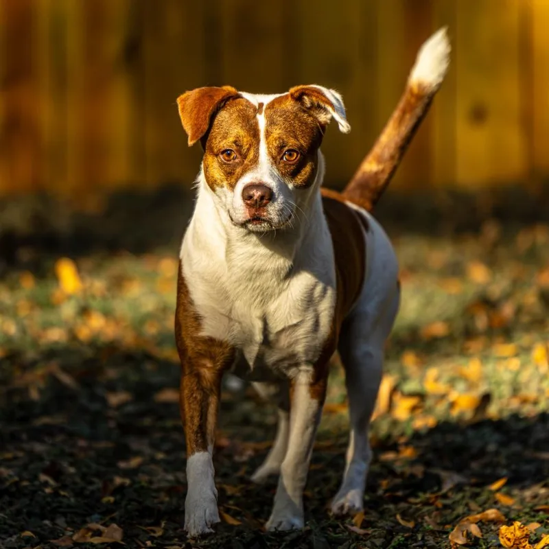 Hawaiian Roll thumbnail 4