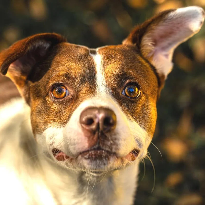 Hawaiian Roll thumbnail 5