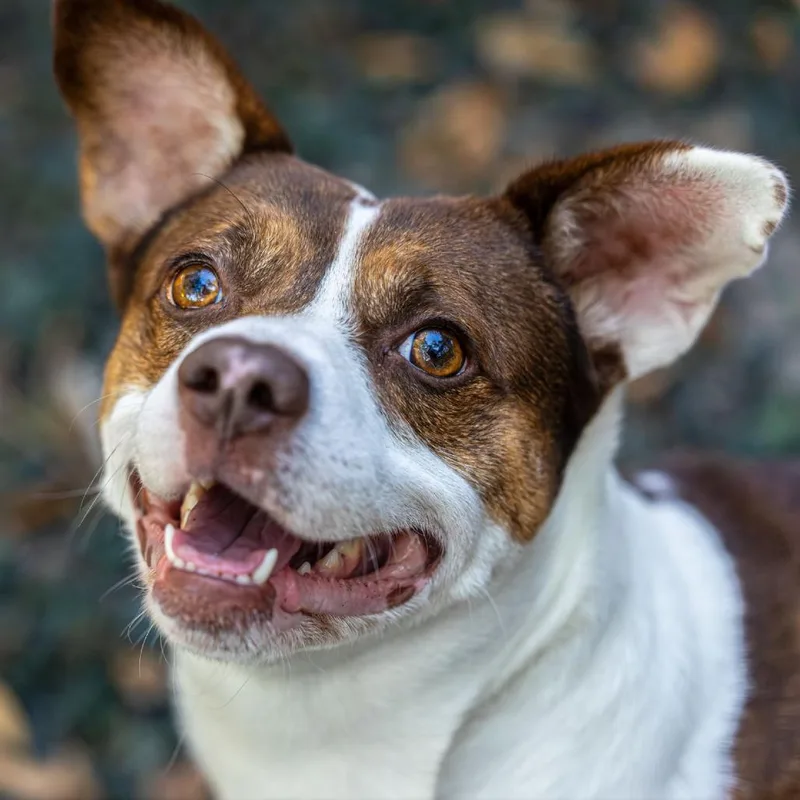 Hawaiian Roll thumbnail 6