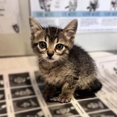 A baby small-sized female Domestic Short Hair cat named Harper for adoption in San Antonio, TX