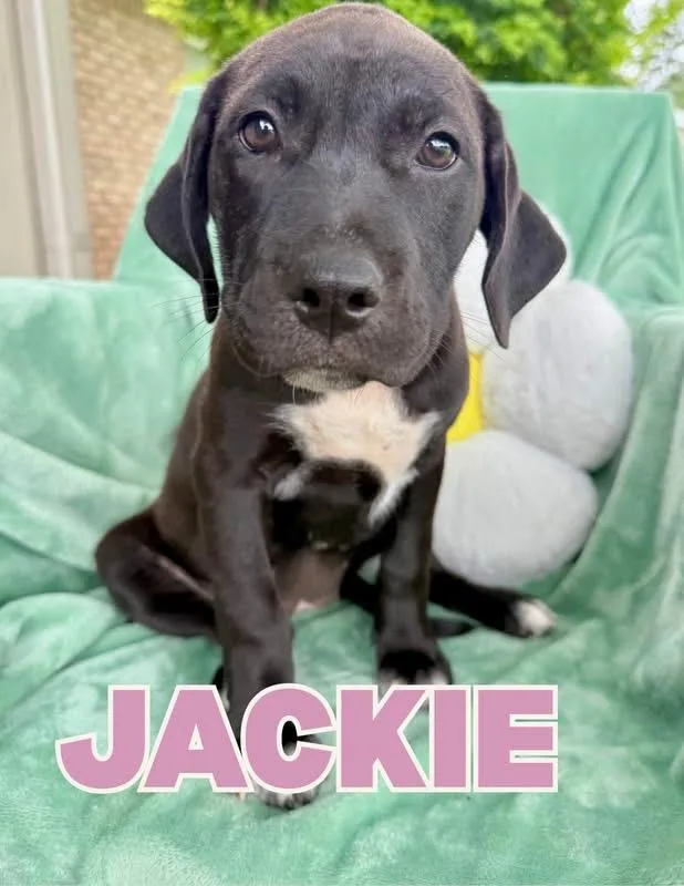 A baby large-sized female Pit Bull Terrier dog named Jackie for adoption in Shalimar, FL