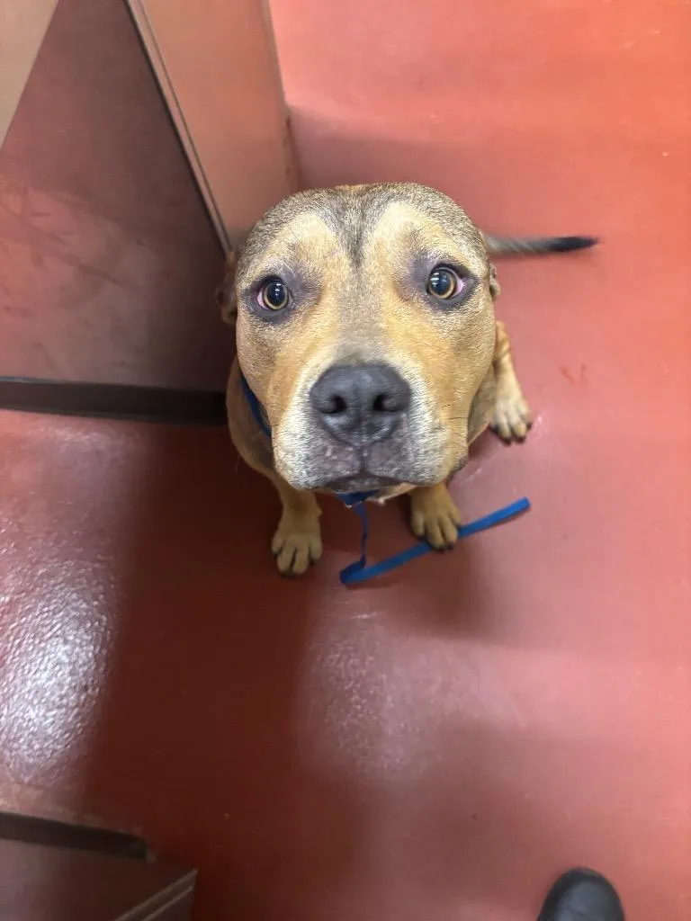 A young large-sized male Mixed Breed dog named Kailex for adoption in Douglasville, GA