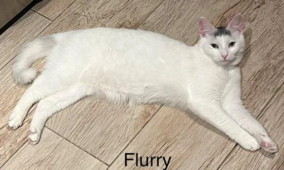 A young medium-sized female Domestic Short Hair cat named Flurry for adoption in Los Angeles, CA