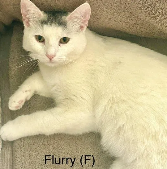 Flurry thumbnail 2