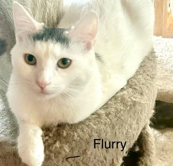 Flurry thumbnail 5