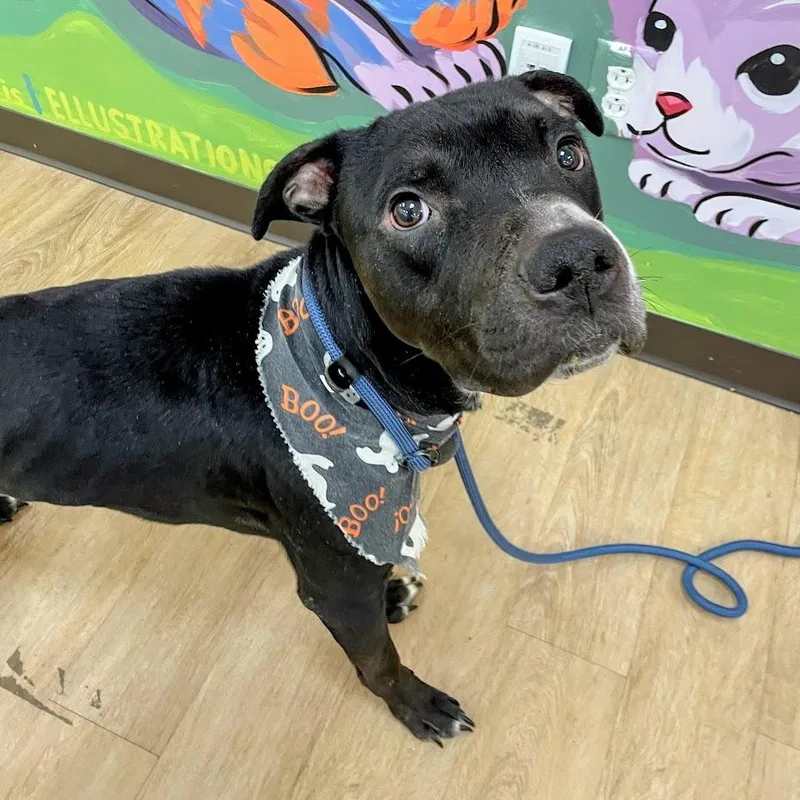 An adult medium-sized male Black Labrador Retriever dog named Casper for adoption in Verona, VA