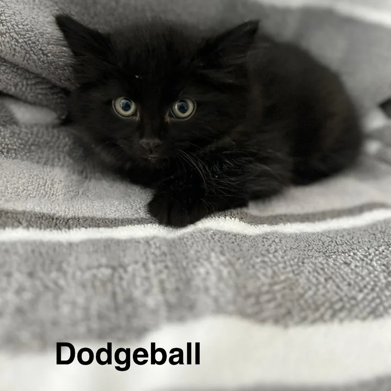 A baby small-sized male Domestic Short Hair cat named Dodgeball for adoption in Wakefield, MA