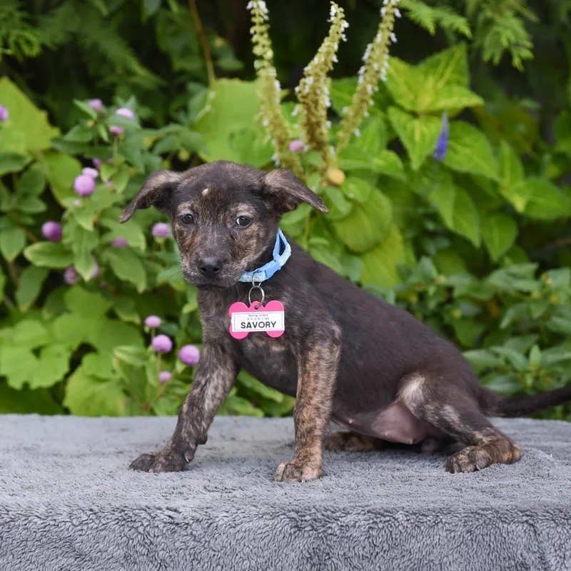 A baby small-sized female Terrier dog named Savory for adoption in Wake Forest, NC