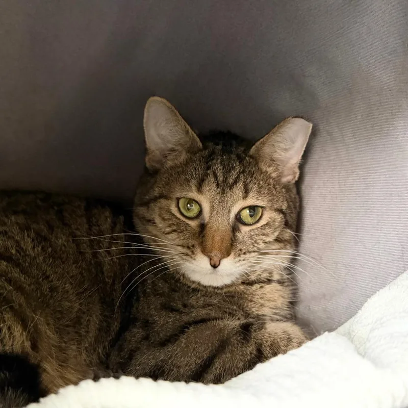 Seahorse thumbnail 2