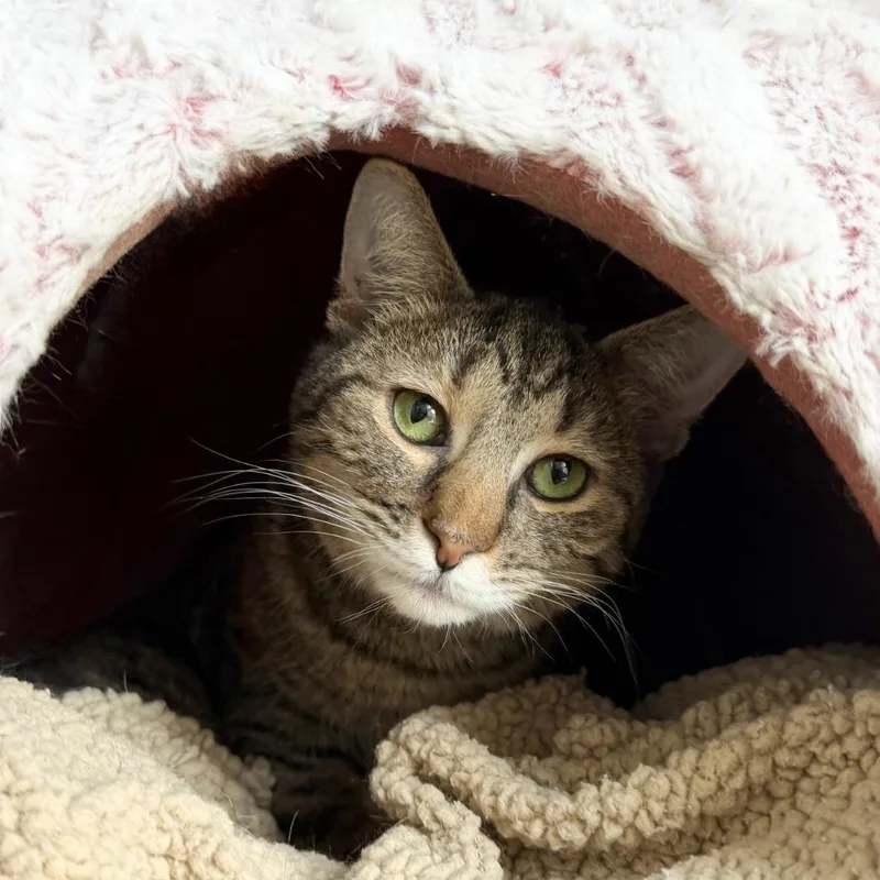 Seahorse thumbnail 3