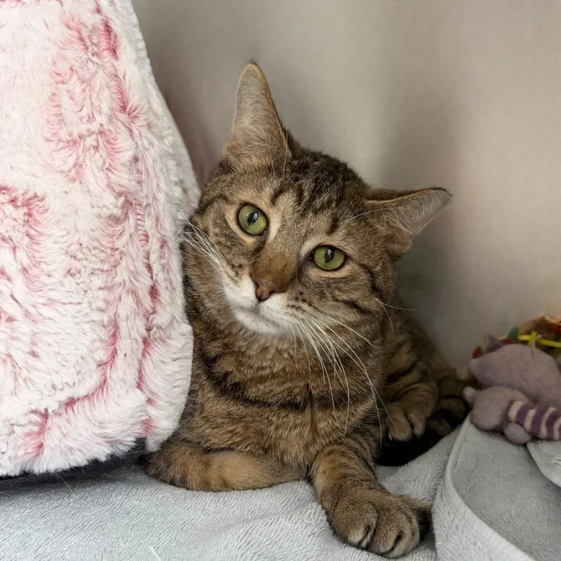 Seahorse thumbnail 4