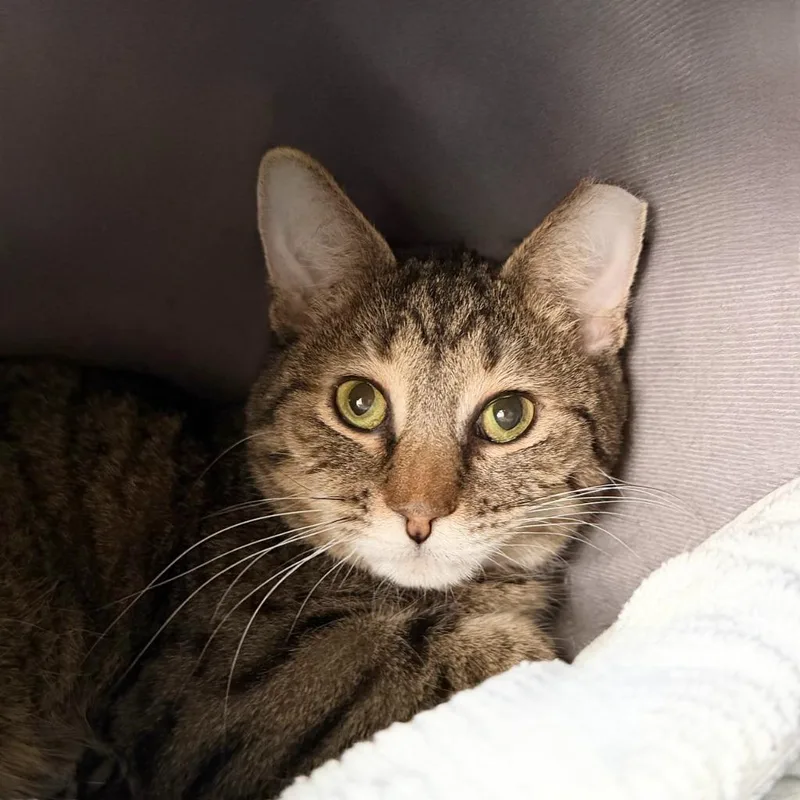 Seahorse thumbnail 5