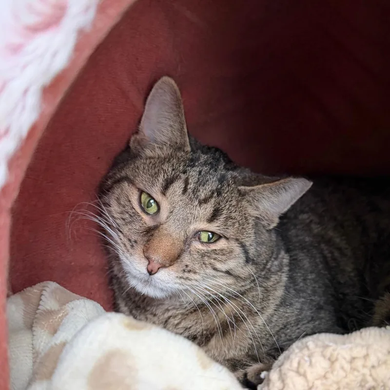 Seahorse thumbnail 6