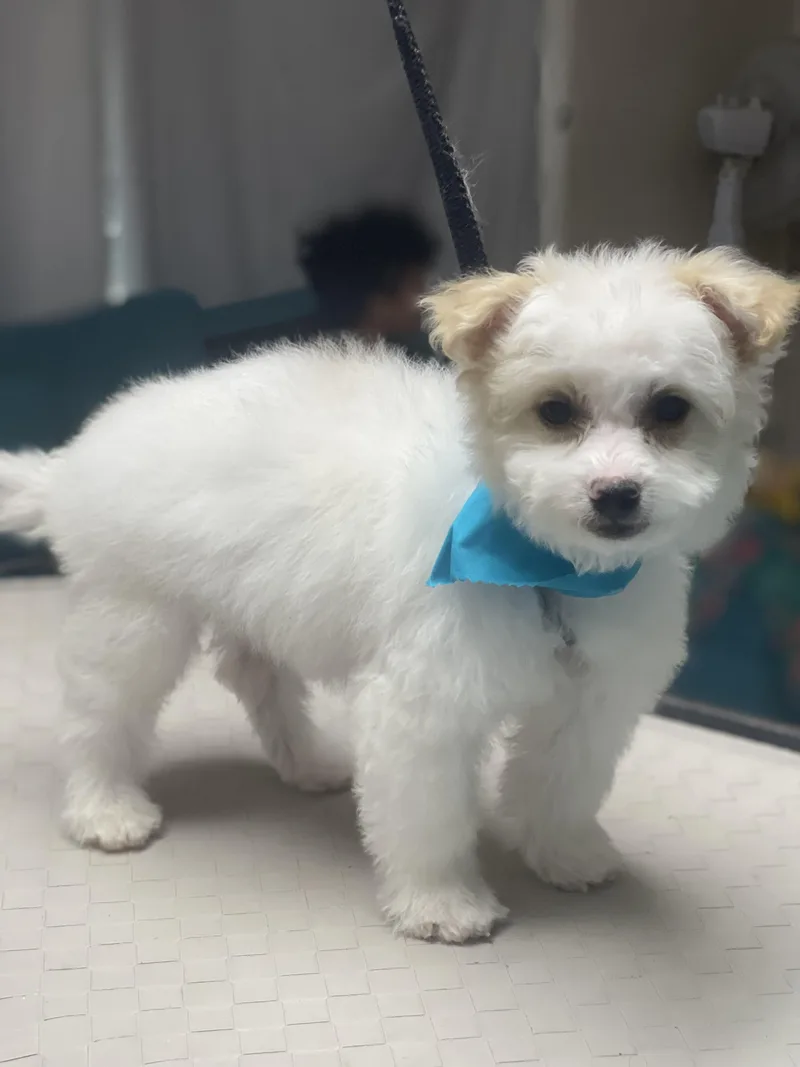 A baby small-sized male White / Cream Poodle dog named SodaPop for adoption in Fresno, CA