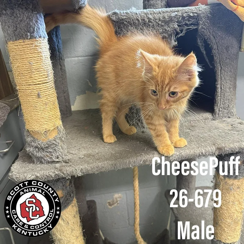 A young small-sized male Orange / Red Domestic Short Hair cat named Cheese Puff for adoption in Georgetown, KY