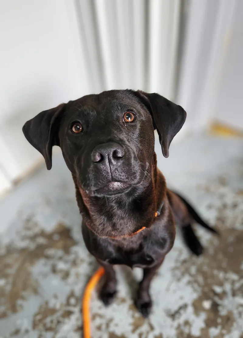 An adult medium-sized male Labrador Retriever dog named Jax for adoption in Greenville, KY