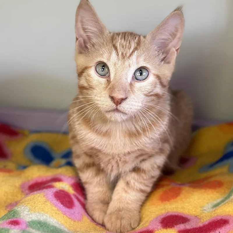 A baby medium-sized male Tabby (Orange / Red) Domestic Short Hair cat named Rocket for adoption in Victor, NY