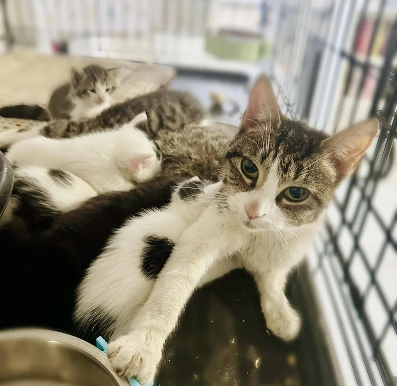 Mama Depot thumbnail 2