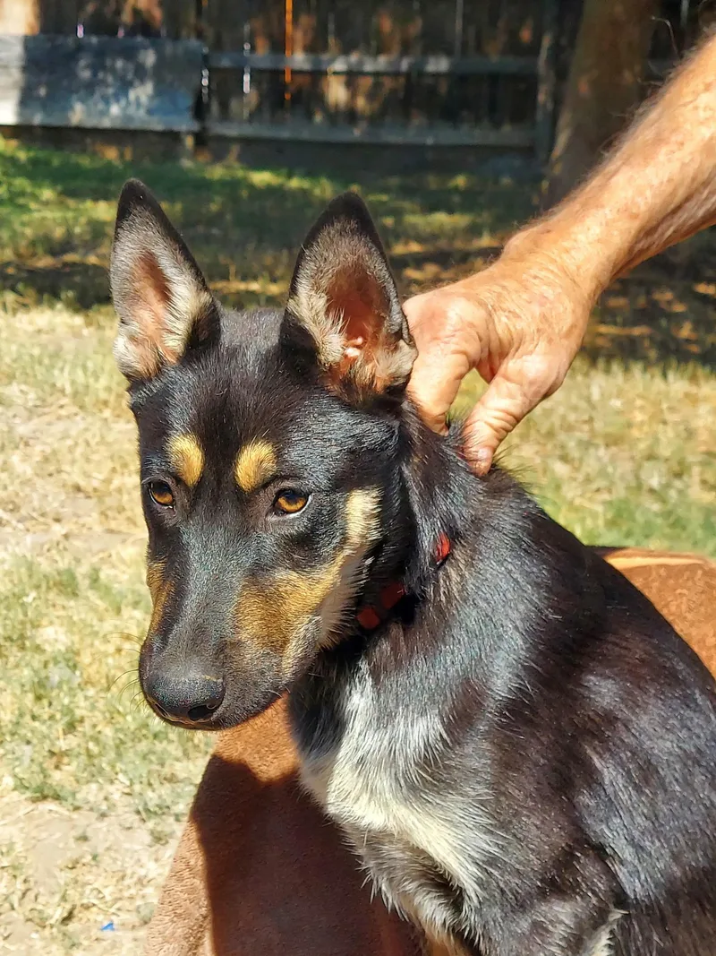 A baby small-sized male Black Siberian Husky dog named Perky for adoption in Visalia, CA
