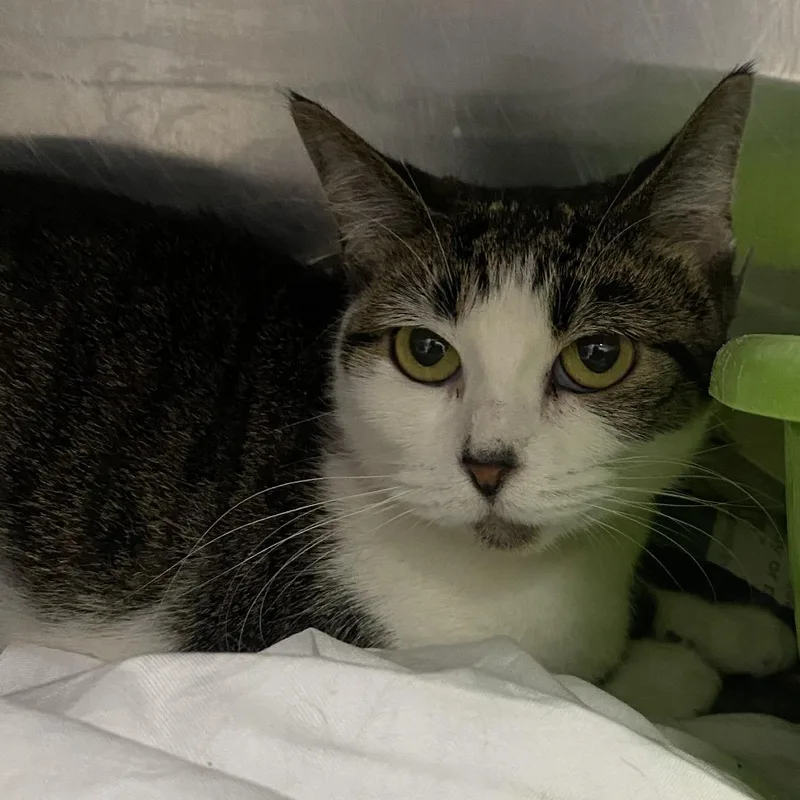 An adult medium-sized female Black Domestic Short Hair cat named Sofia for adoption in Ardmore, OK