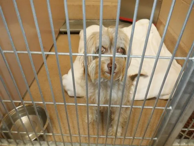 An adult small-sized female Silky Terrier dog named Bulgogi for adoption in San Jose, CA