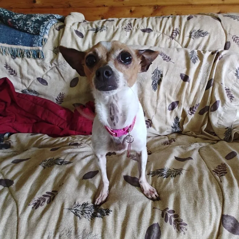 An adult small-sized female Yellow / Tan / Blond / Fawn Chihuahua dog named Dolly for adoption in Green Bay, WI