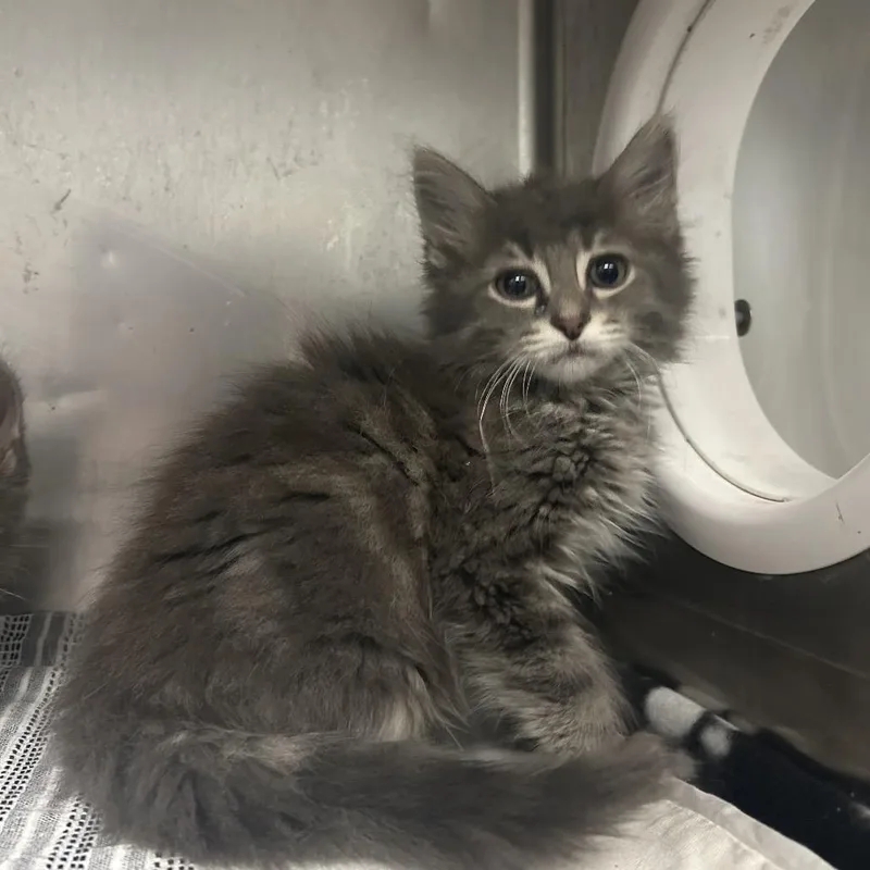 A baby small-sized male Gray / Blue / Silver Domestic Medium Hair cat named Robert Brownie Jr for adoption in Charleston, WV