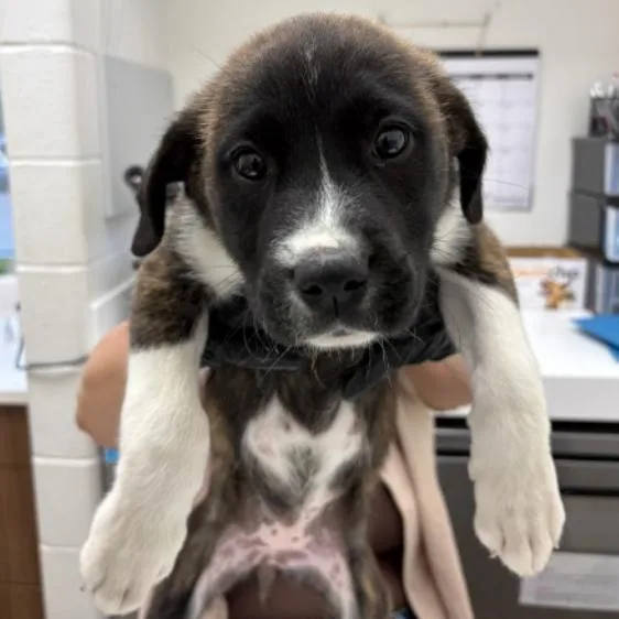 A baby small-sized female Brindle Boxer dog named Diane for adoption in Corpus Christi, TX