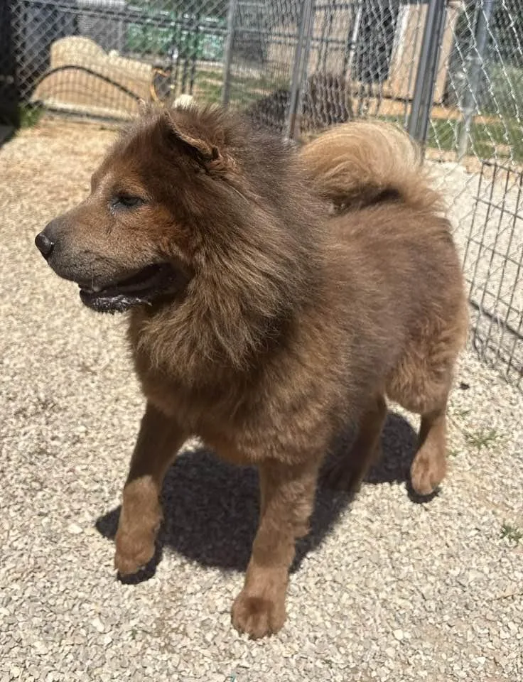 An adult medium-sized male Bicolor Chow Chow dog named Teddy for adoption in Munfordville, KY