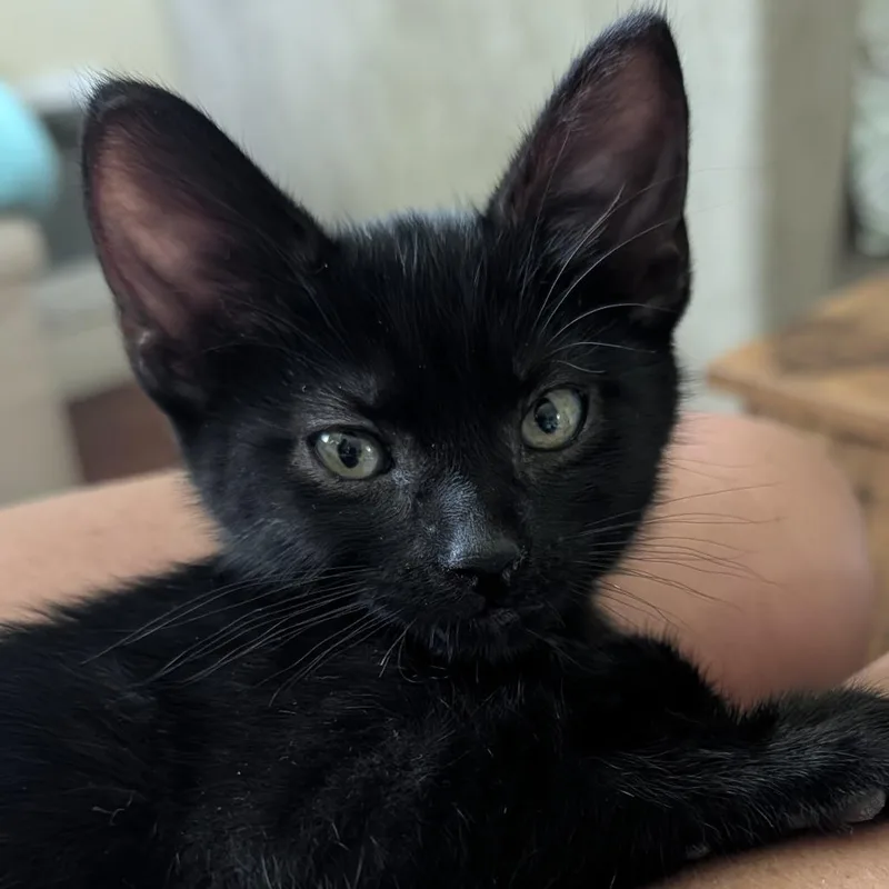 A baby small-sized male Domestic Short Hair cat named Shadow for adoption in Tacoma, WA