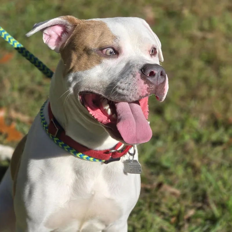 An adult large-sized male White / Cream Mixed Breed dog named Hambone for adoption in Chattanooga, TN