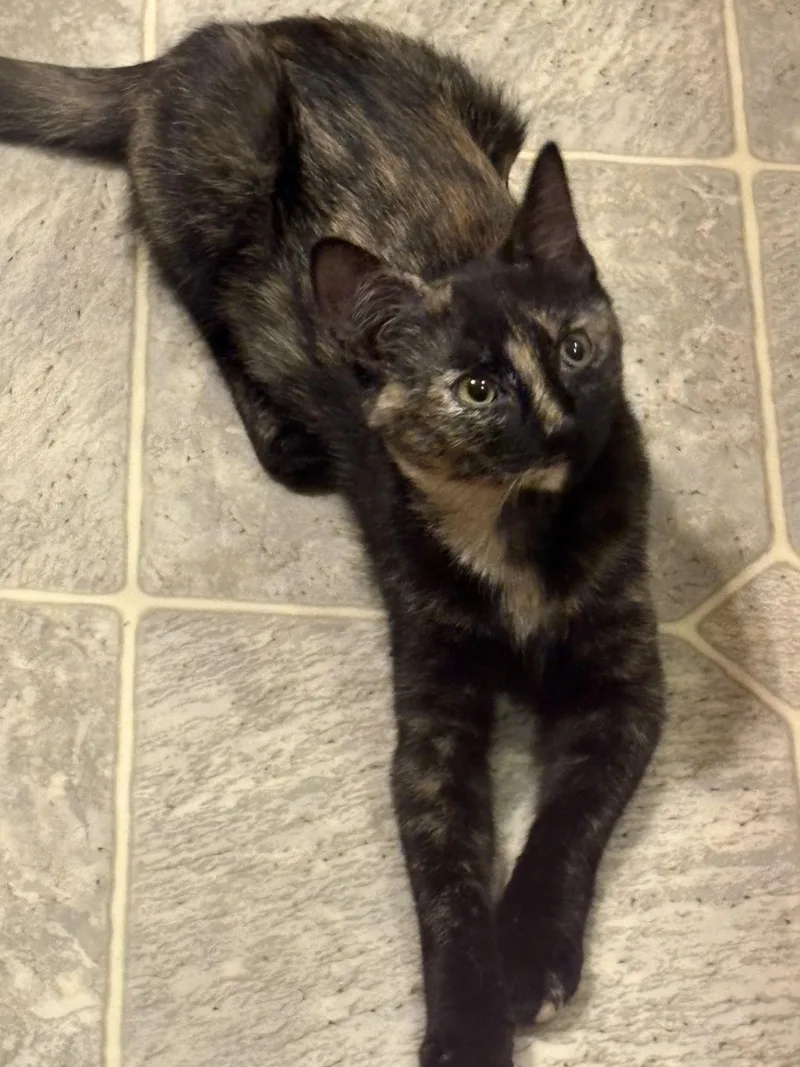 A baby medium-sized female Domestic Short Hair cat named Chloe for adoption in Riverside, RI