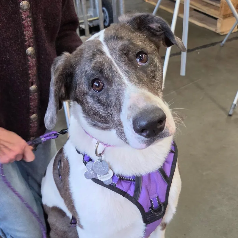 An adult medium-sized female Mixed Breed dog named Poppy for adoption in Redmond, WA